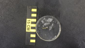 Media type: image;   Invertebrate Zoology 153512 Description: live specimen;